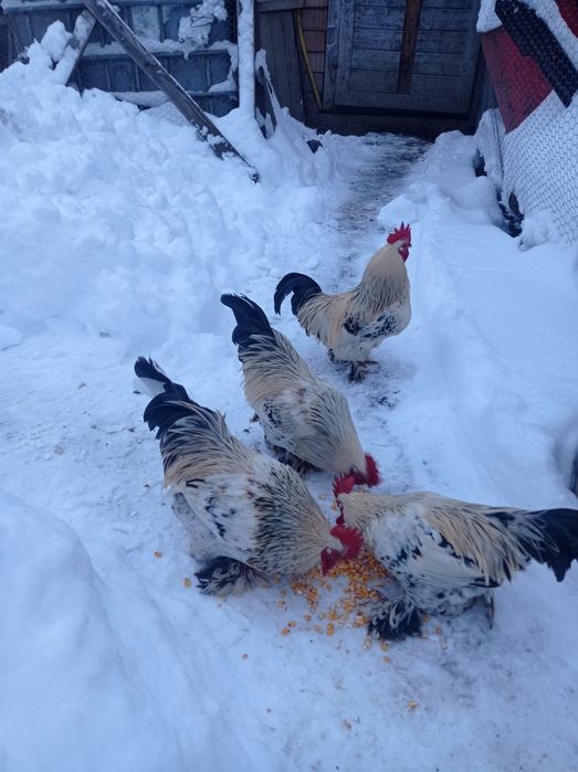 Vând cocoși de liliput