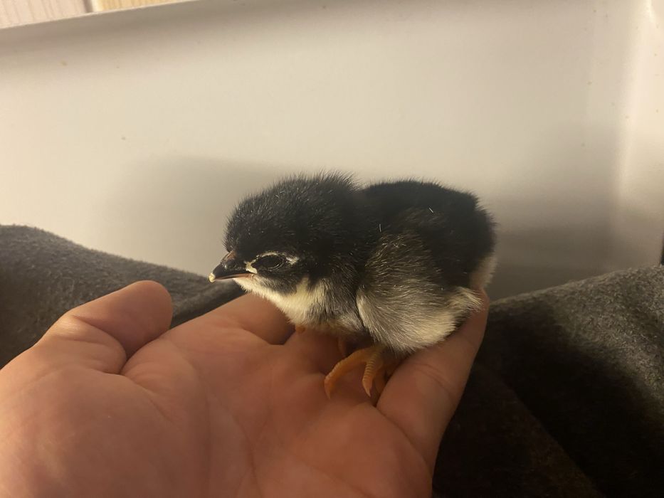 Vand pui Australorp si Brahma HD