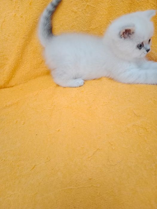 Кошечки  ШотландСкие '