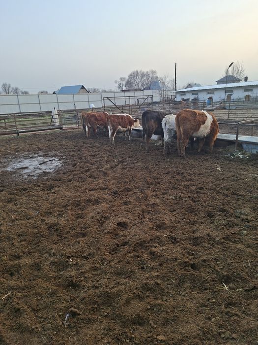 Стельные телки 6 голов 700000