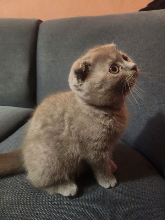 Чистокръвно  бyтиково британско  клепоухо коте!!