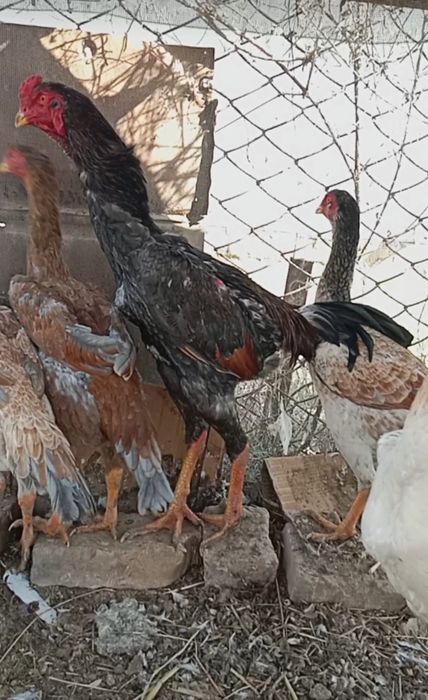 О шамо июньыски чужа