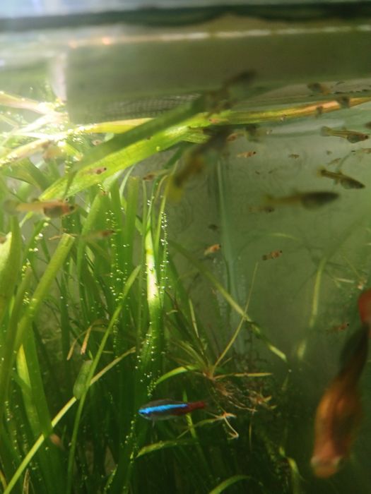 Продам подростков и мальков гуппи