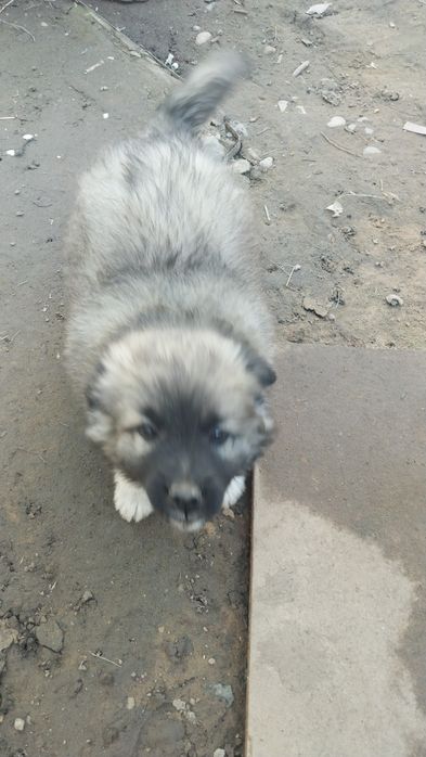 Щенок. Отдадим в хорошие руки.