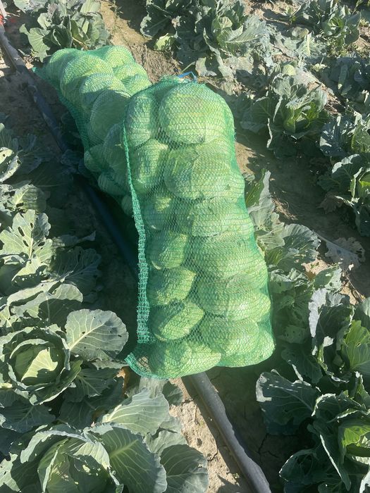 Vand Varza de toamna Crusoe cu frunza subtire Angro!