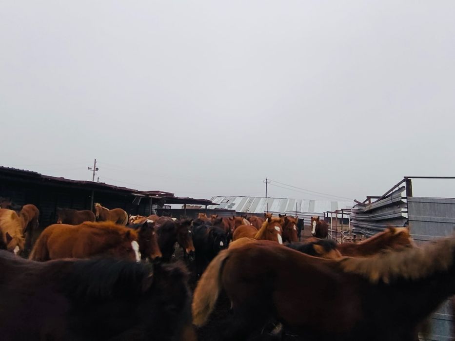 Продам лошадей 50 голов