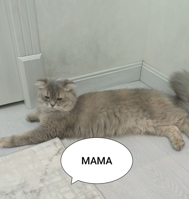 мушук болачалари сотилади