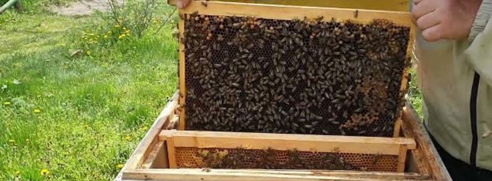 Vand familii albine cu tratamente. Vând roi 2025. și mâncare asigurată