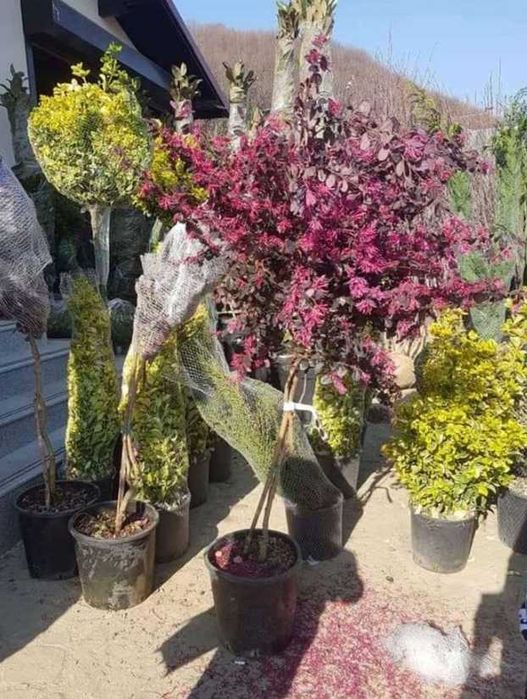 Plante de Calitate pentru Exterior – Fără Avans la Comandă