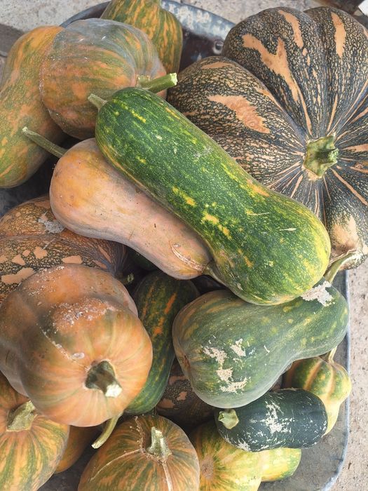 продам домашние тыквы