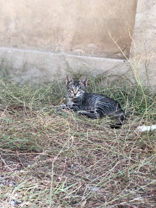 Котята в хорошие руки
