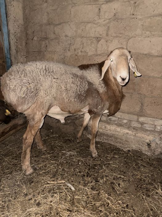 Продам кошкара молодого