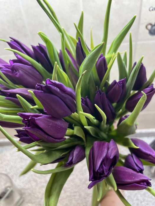 Тюльпан по 650тг шт