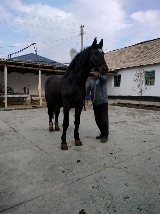 Чистопородная Кобылка