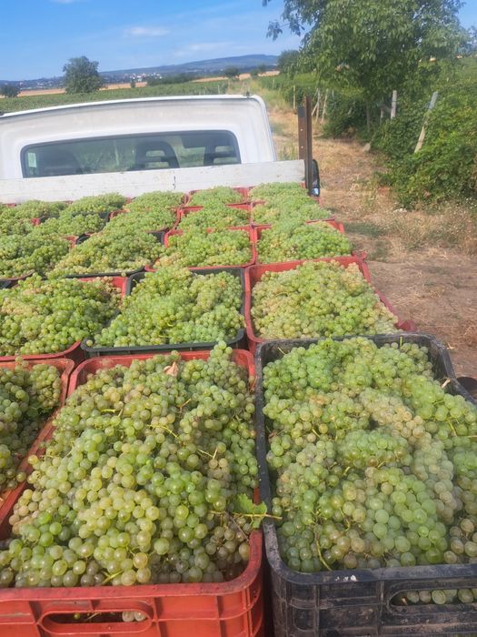 Struguri de vin feteasca regala resling galbena Odobești pentru Detali La 0735762558
