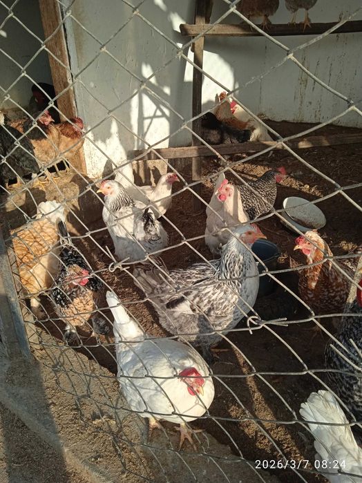 Продается породистый индюк