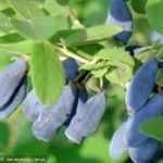 Coacaz rosu diferite soiuri