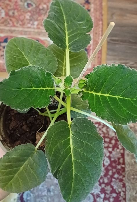 Глоксиния  глоксиния