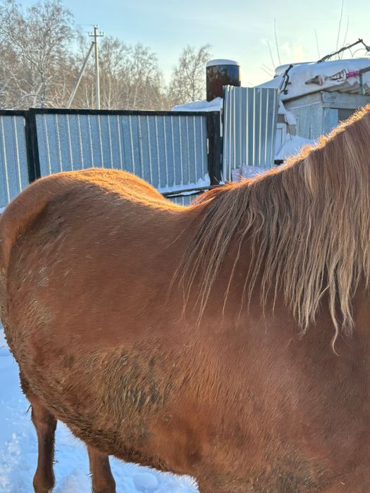 Продам лошадь с откорма