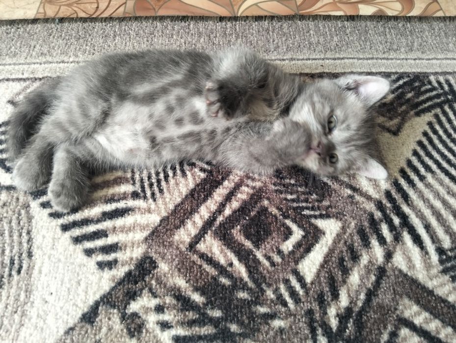 Продам котят месяц и неделя им