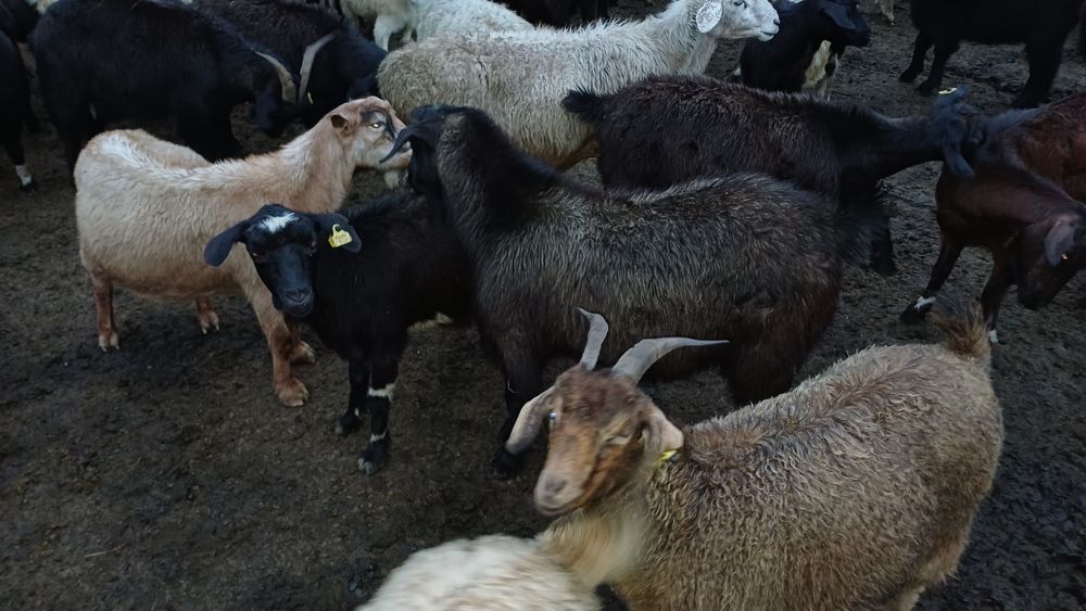 Семіз соғымдар сатылады