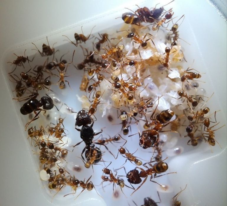 муравьи pheidole yeensis