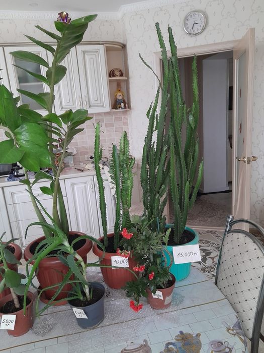 Комнатные цветы  разное