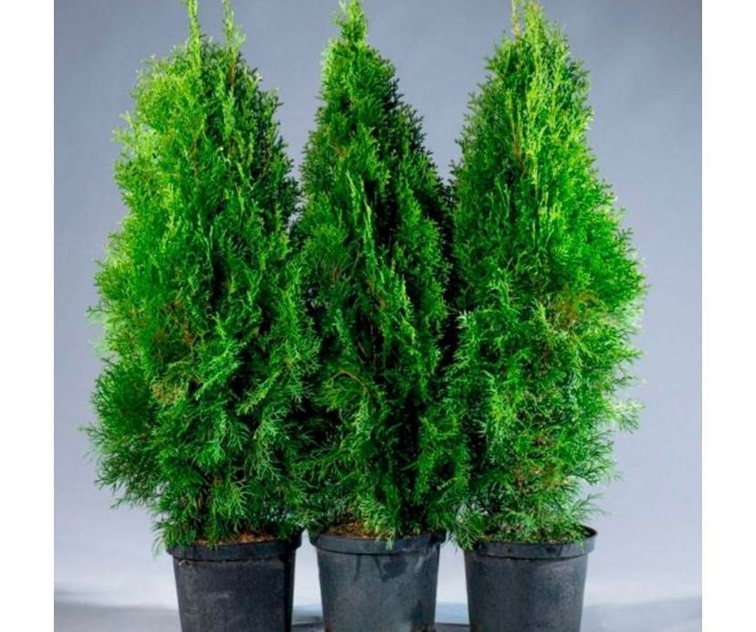 Елки сосна цветы