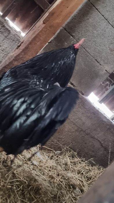 Продам джерсиского петуха либо обмен