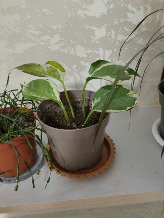Цветы разные, комнатные цветы