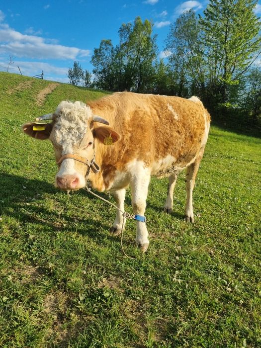 Vând junincă gestantă in 8 luni