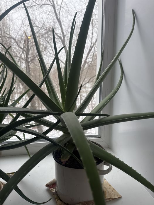 Продам алоэ  каждый 5 тыс