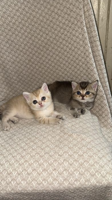 Котята британские Шиншиллы