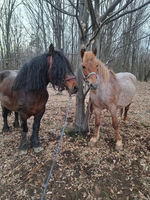 Armasar ce nu se sperie de mașini sau utilaje