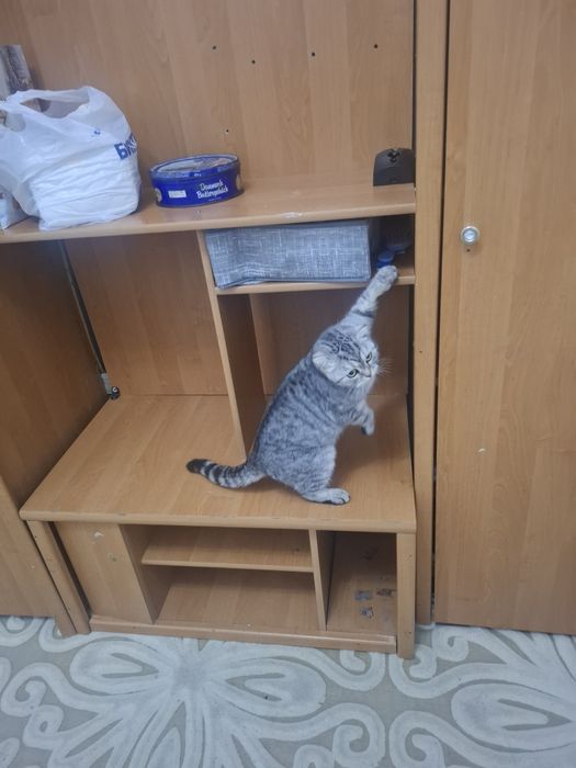 Кошка Шатланский