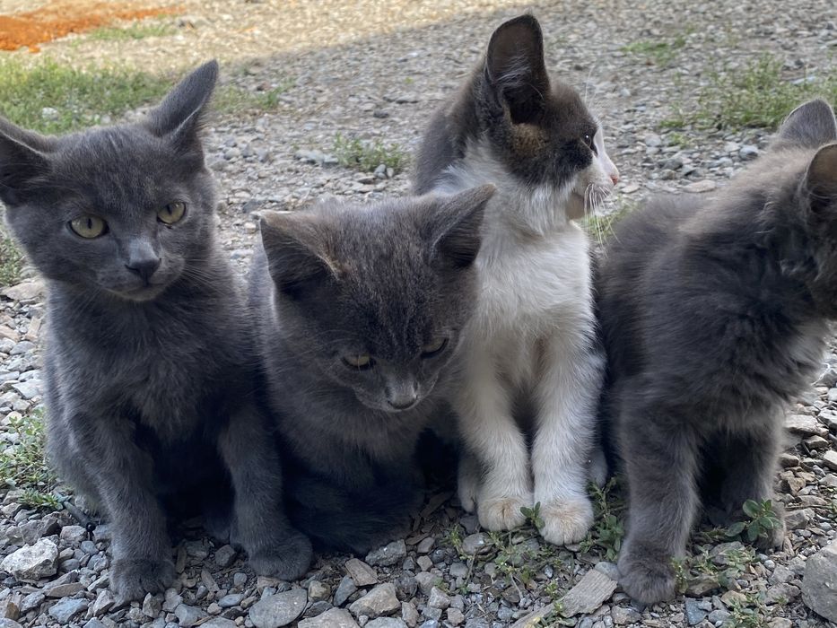 отдаю котят хорошим рукам