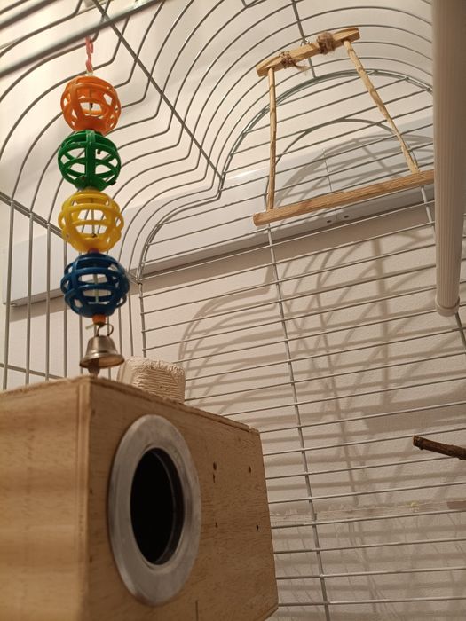 Волнистый попугай