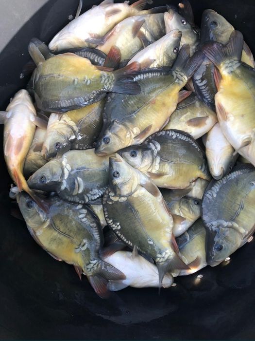 Puiet Crap Frasinet, lin, cten