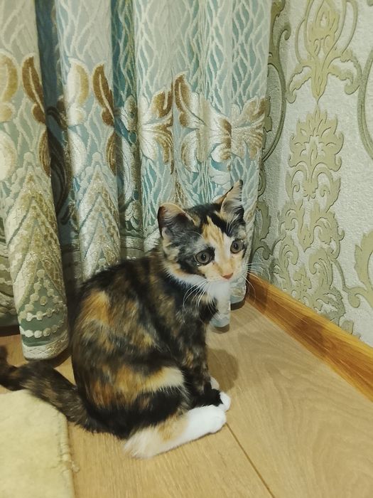 Котик девчуля отдаю