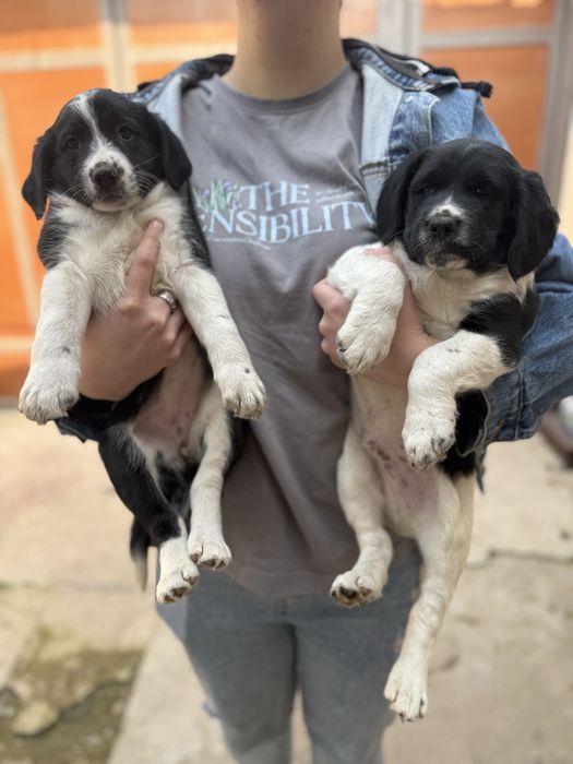 Русский спаниель