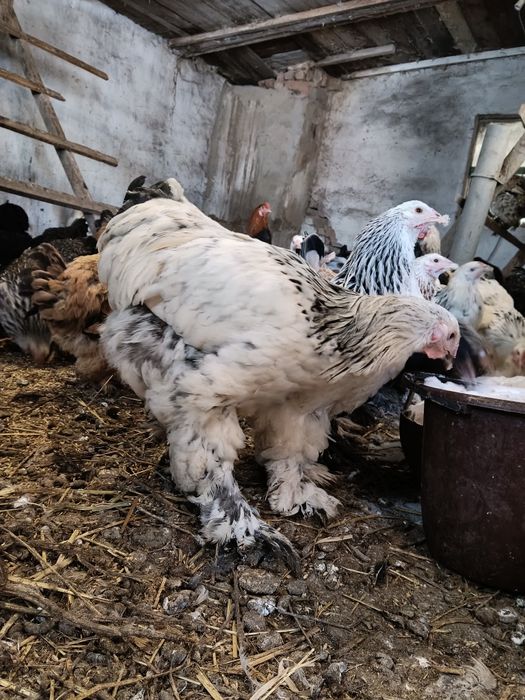 Продам петухов Брама