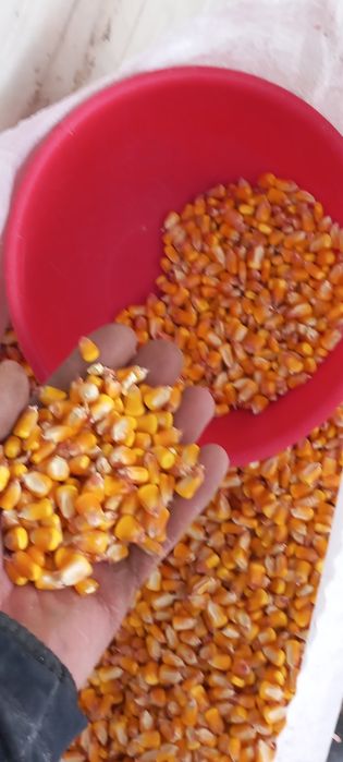 Porumb .grau,orz,mazare,tarate,uruiala,floare,