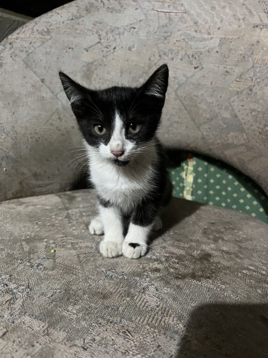 Pisici spre adoptie
