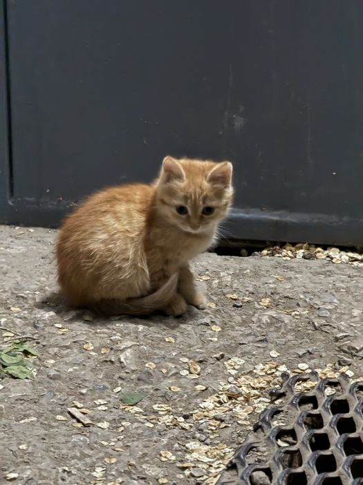 Маленький котенок