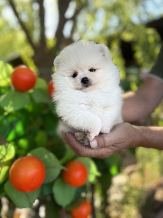 Красивая малышка шпица