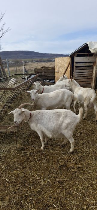 Saanen si un Țap corcitura de anglo nubian