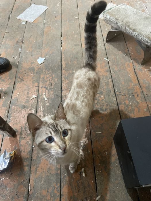 Sotiladi Siamskiy mushuk