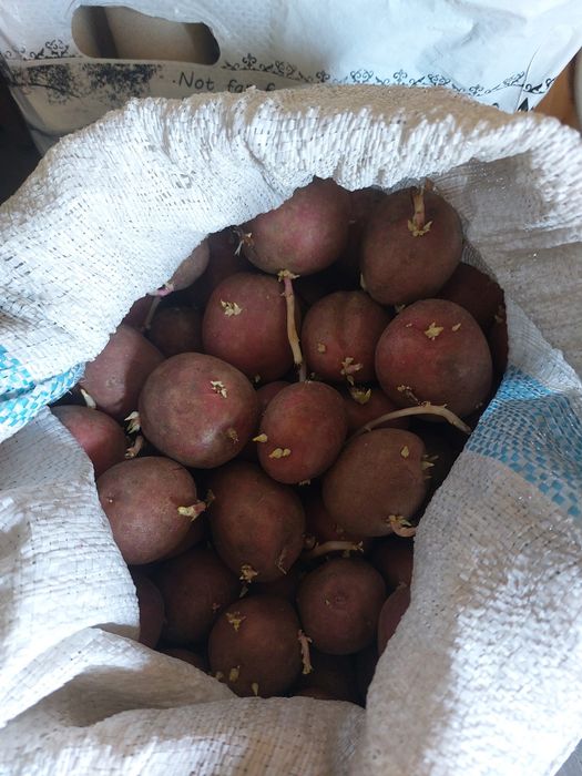 Продам семенной картофель