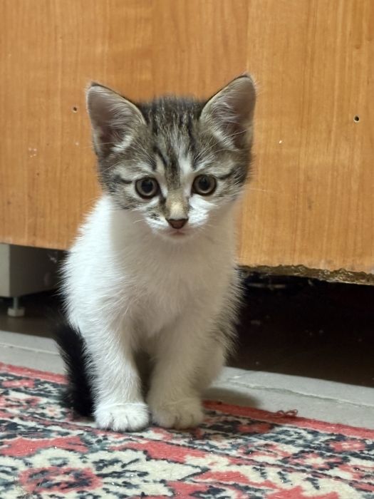 Отдам котят в добрые руки