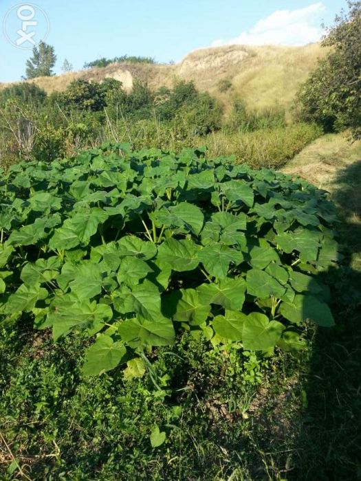Puieti paulownia tomentosa